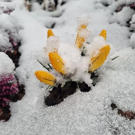 Dom Supelek ドゥシュニキ・ズドルイ