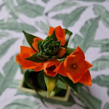 Panzió Dom Supelek Duszniki Zdrój