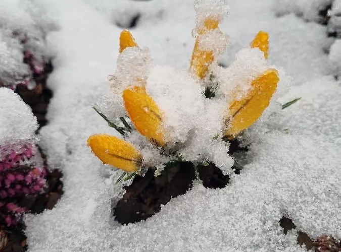 Dom Supelek 두슈니키 즈드로지