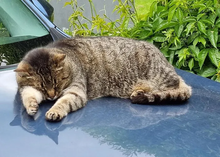 Dom Supelek 3* 두슈니키 즈드로지